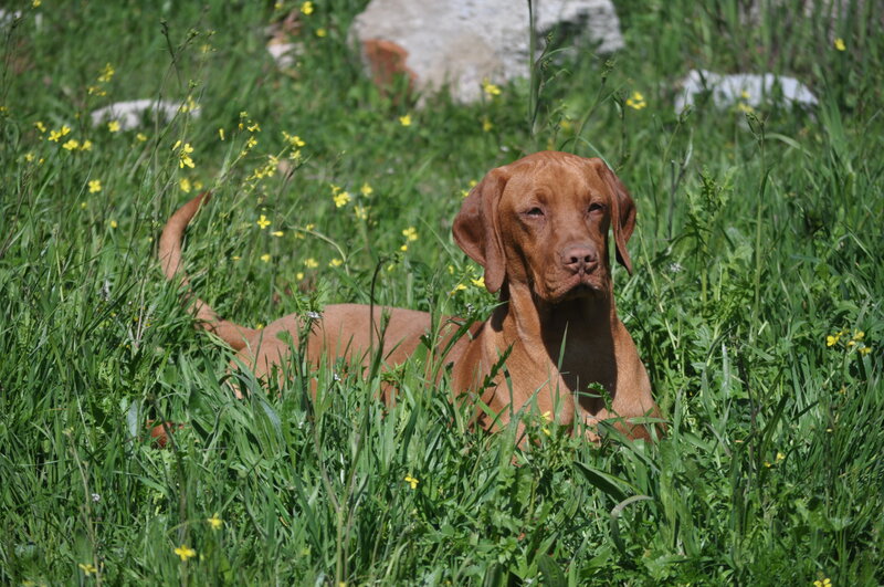 Brown Dog in Grass — Green