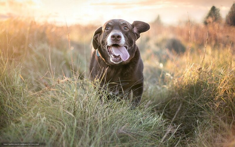 Brown Dog in Grass — Peaceful