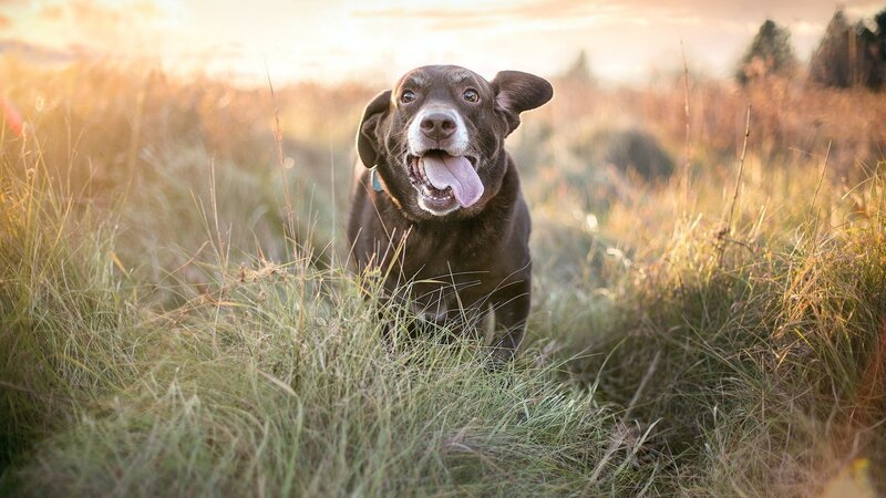 Brown Dog in Grass — Serene, Sunset
