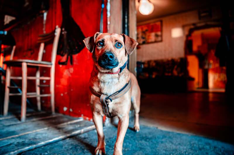 Brown Dog in Harness