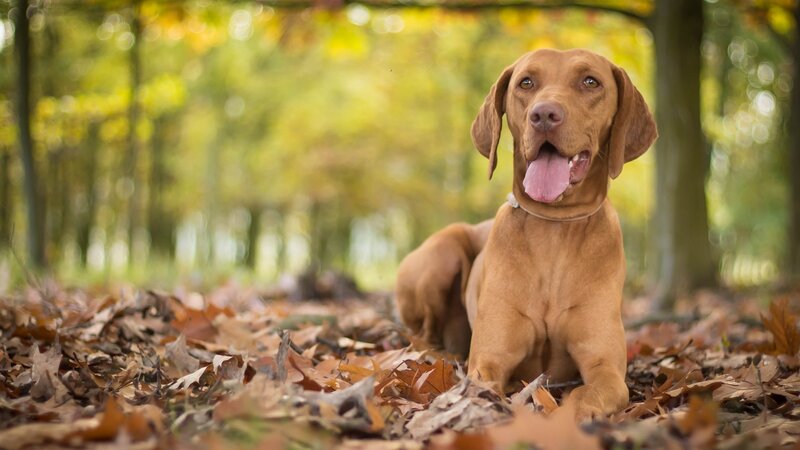 Brown Dog in Leaves — Calm