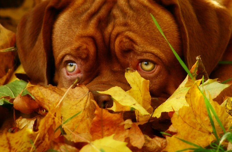 Brown Dog in Leaves