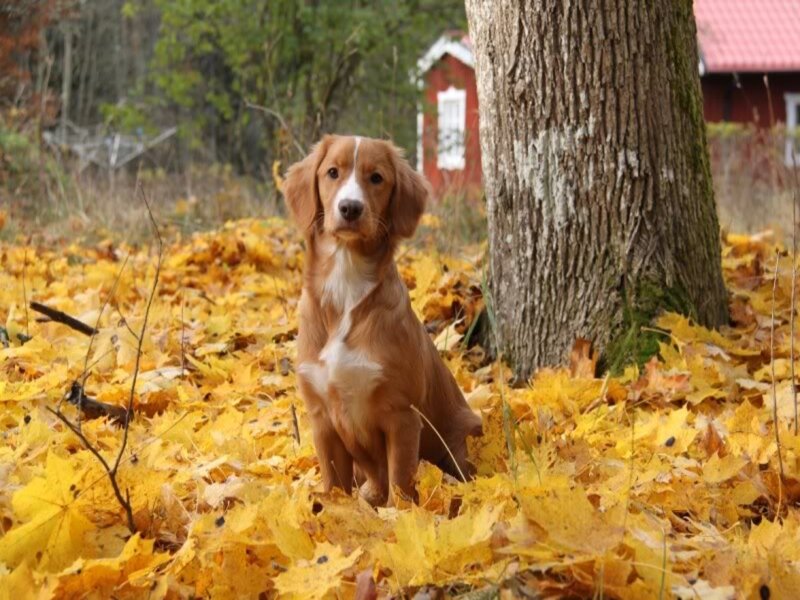 Brown Dog in Leaves — Yellow