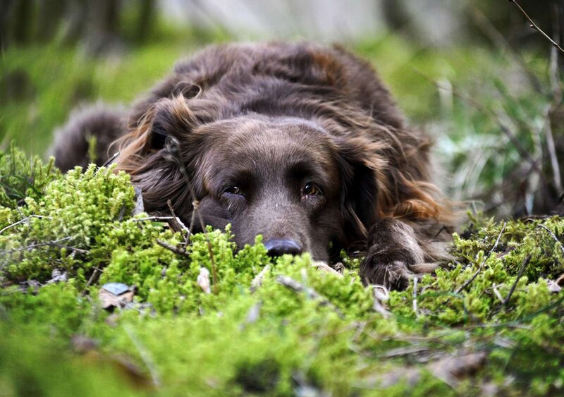 Brown Dog in Moss