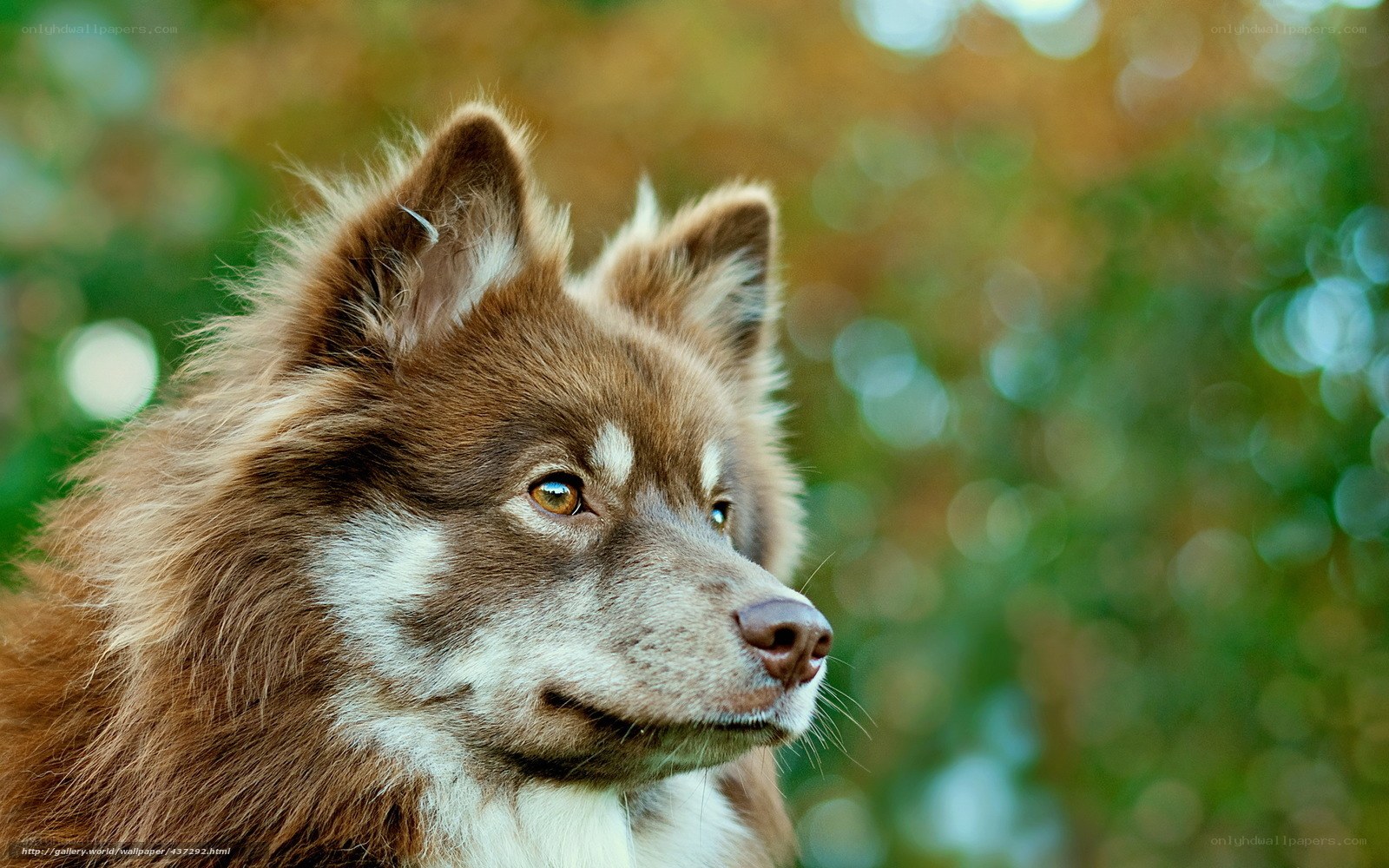 brown dog in nature