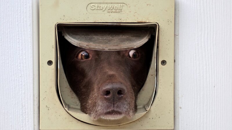 Brown Dog in Pet Door