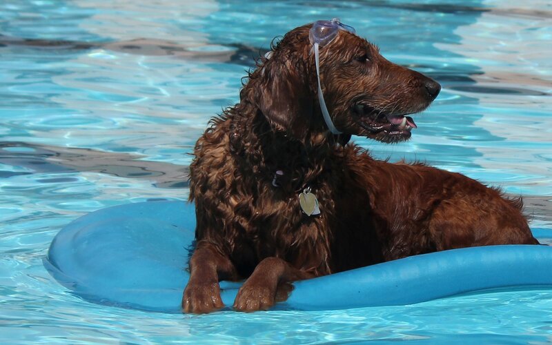 Brown Dog in Pool