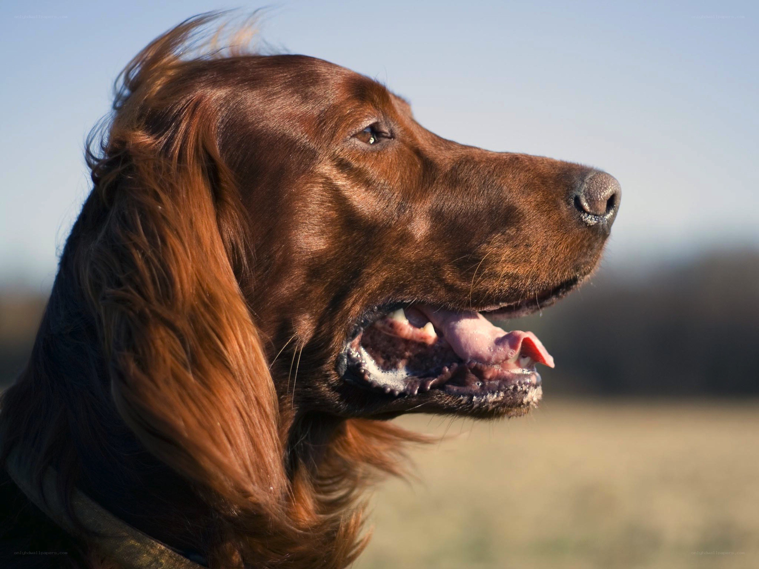 brown dog in profile