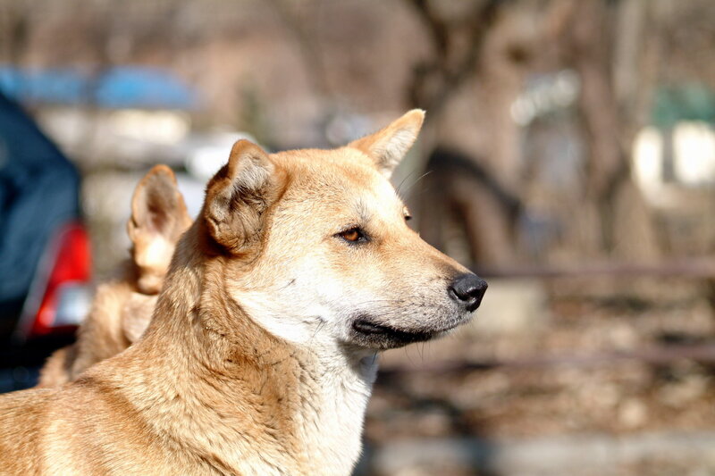 brown dog in profile