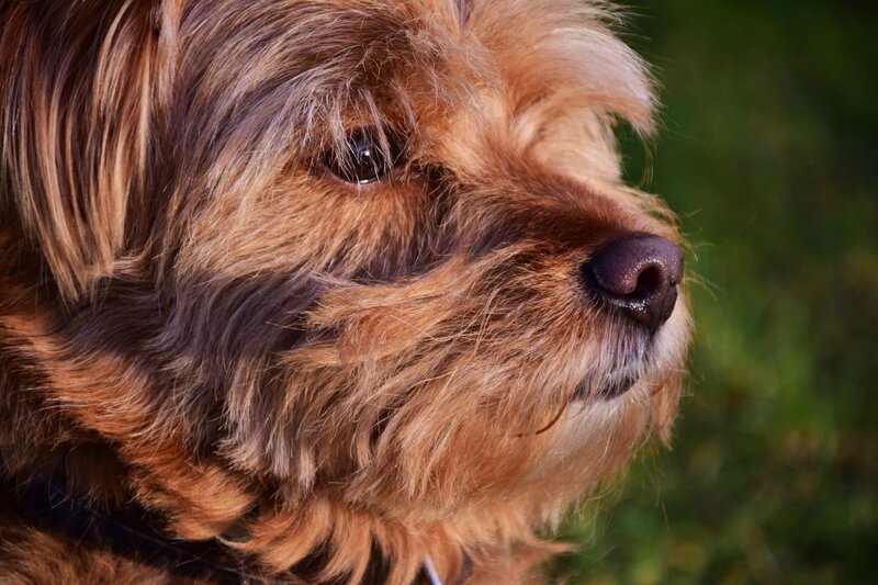 Brown Dog in Profile — Calm, Afternoon, Photograph, Nose