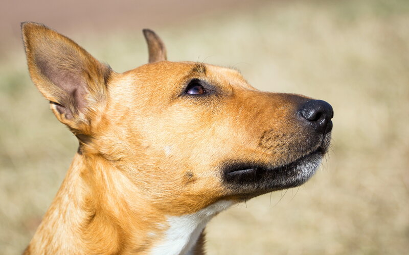 Brown Dog in Profile — Calm, Afternoon