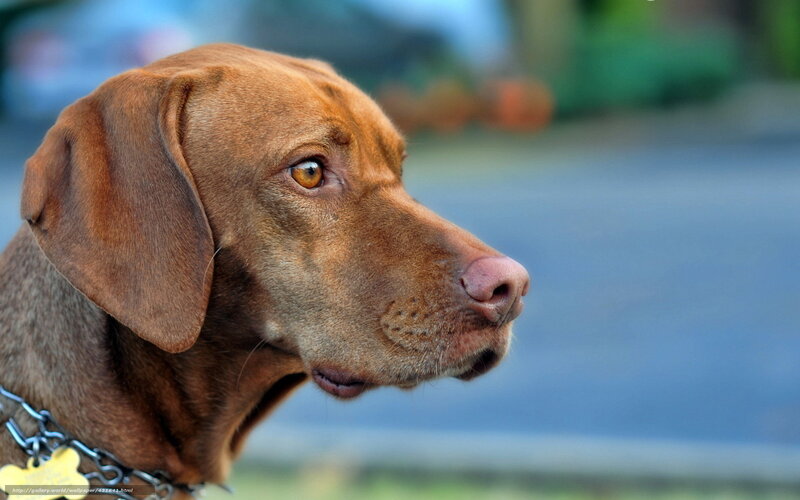 Brown Dog in Profile — Calm, Photograph, Collar