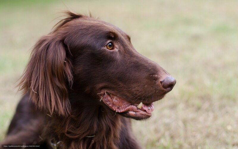 Brown Dog in Profile — Calm, Photograph, Grass