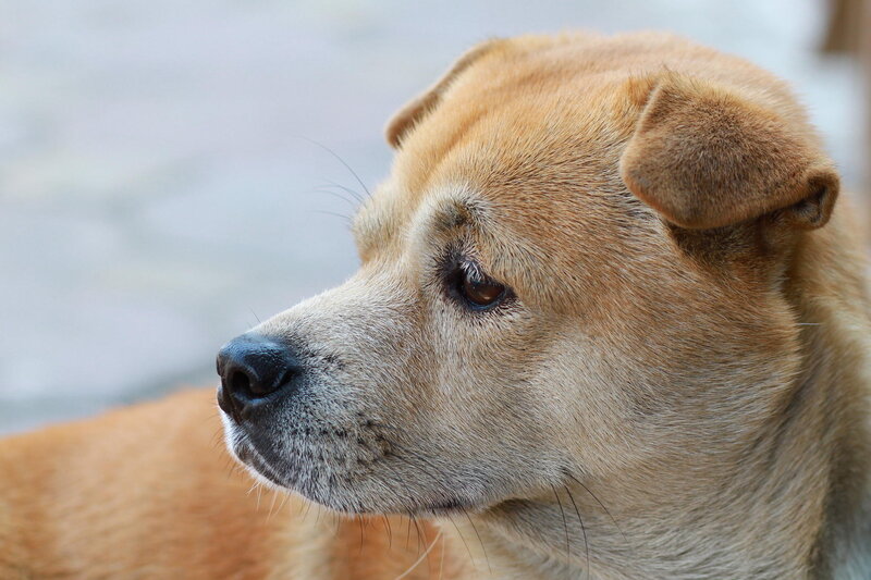 Brown Dog in Profile — Calm, Photograph, Nose