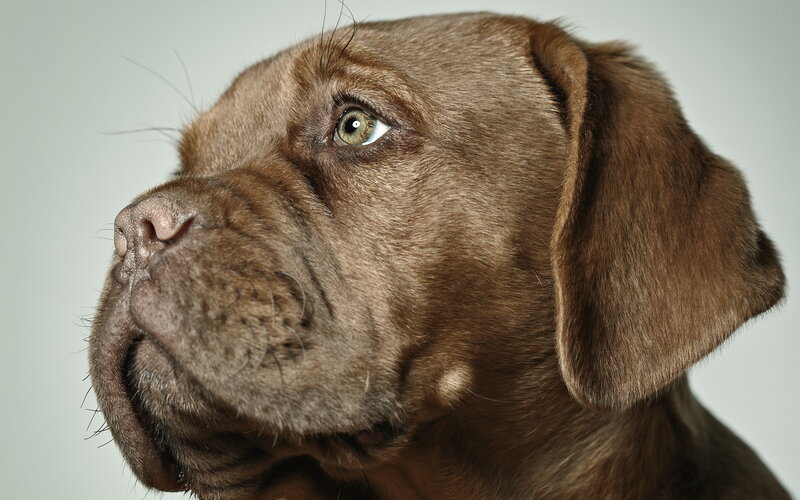 Brown Dog in Profile — Calm, Photograph