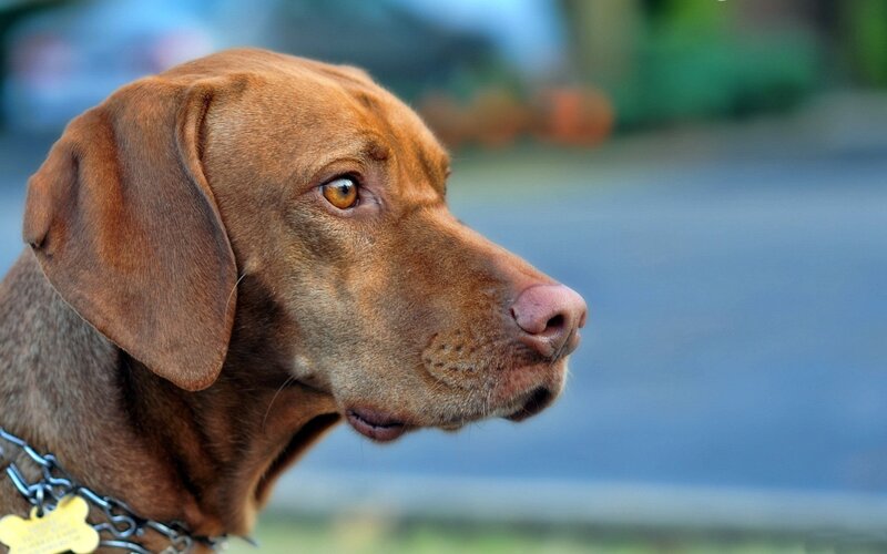 Brown Dog in Profile — Calm