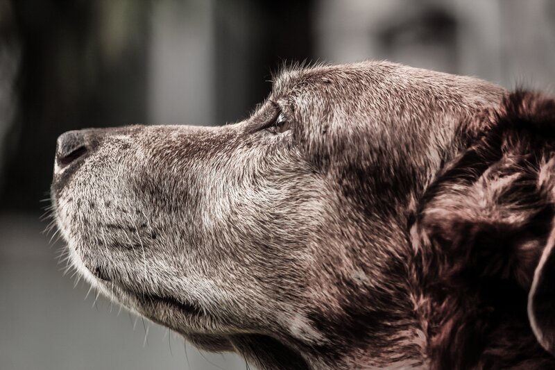 Brown Dog in Profile — Contemplative