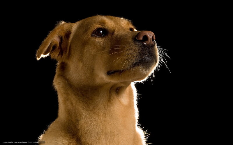 Brown Dog in Profile — Dramatic, Photograph