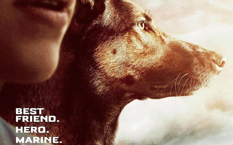 Brown Dog in Profile — Dramatic