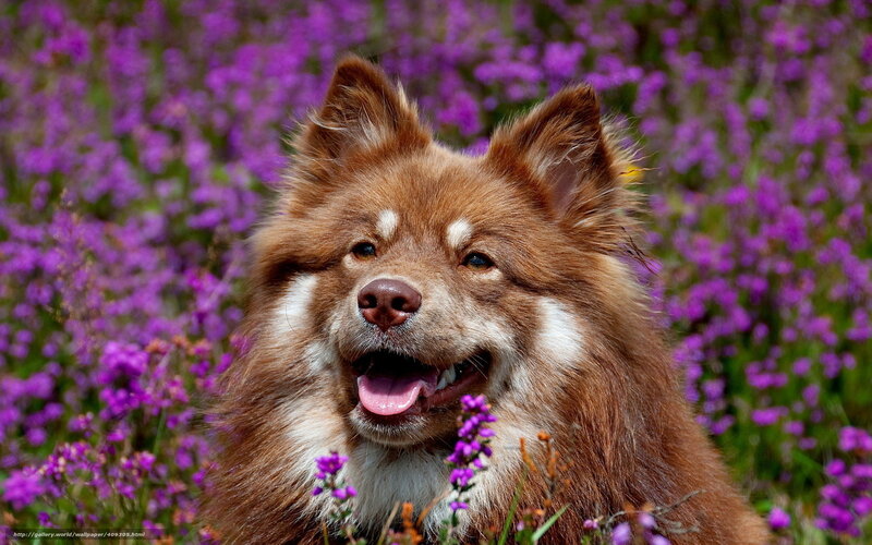 Brown Dog in Purple Flowers — Calm, Summer
