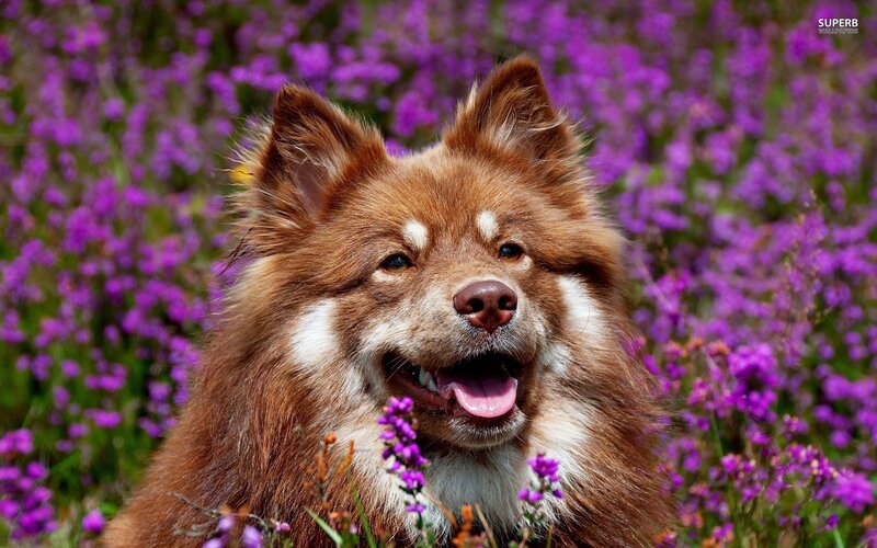 Brown Dog in Purple Flowers — Calm