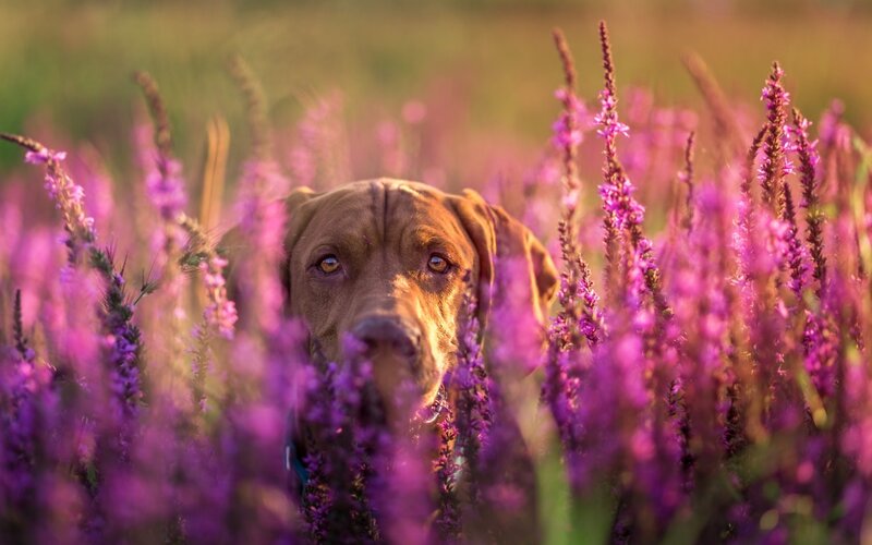 Brown Dog in Purple Flowers — Serene
