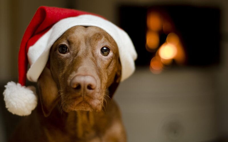 Brown Dog in Santa Hat