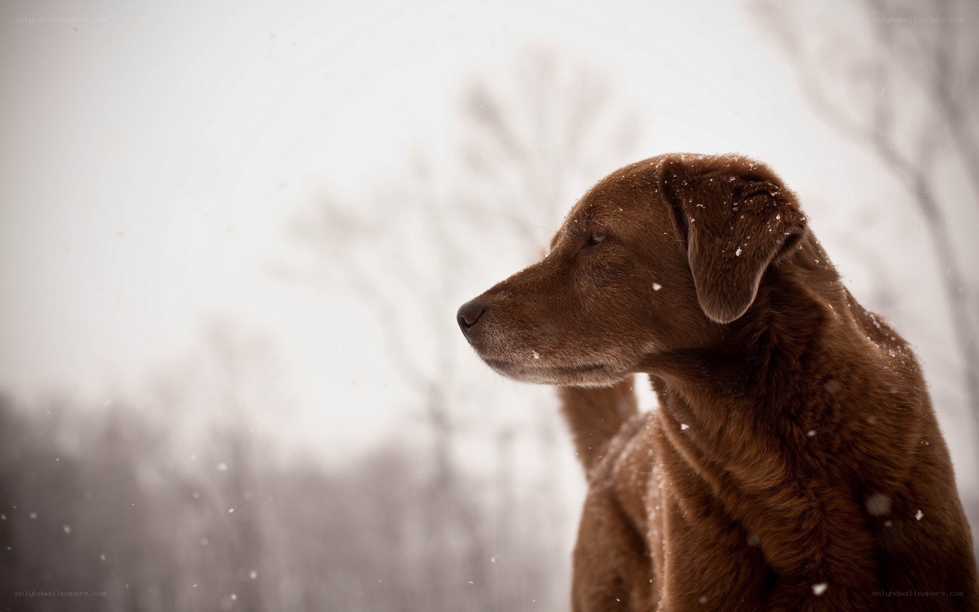 brown dog in snow