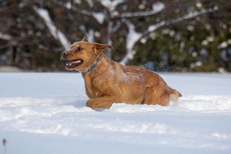 Brown Dog in Snow — Active