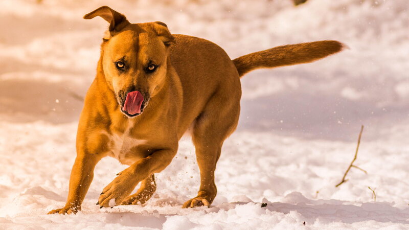 Brown Dog in Snow — Active, Winter