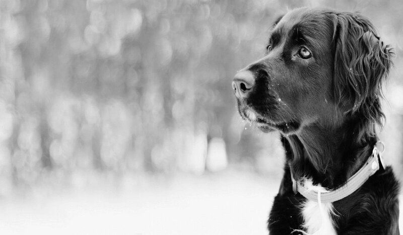 Brown Dog in Snow — Black