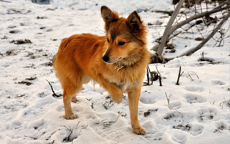 Brown Dog in Snow — Calm