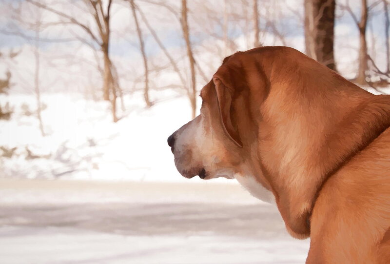 Brown Dog in Snow — Calm, Winter, Digital Art