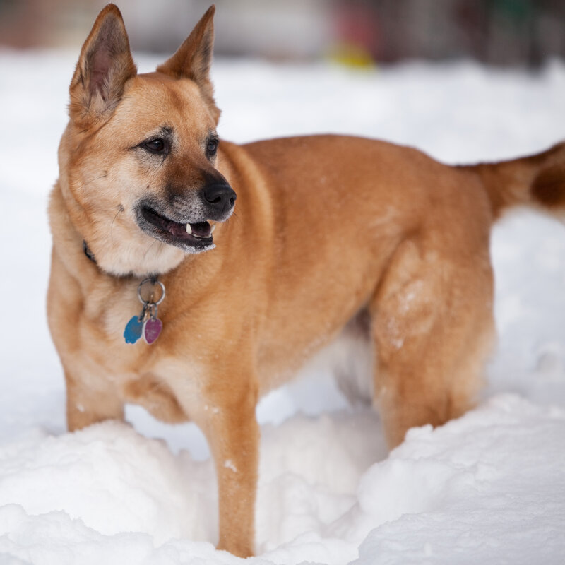 Brown Dog in Snow — Calm, Winter, Photograph, Collar