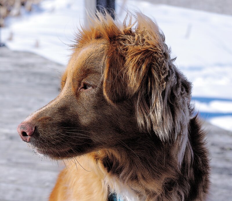 Brown Dog in Snow — Calm, Winter, Photograph, Wooden Surface