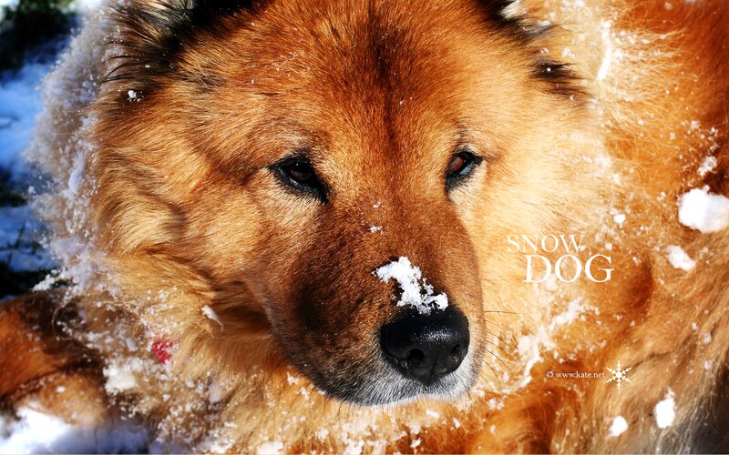 Brown Dog in Snow — Calm, Winter