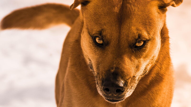 Brown Dog in Snow — Intense