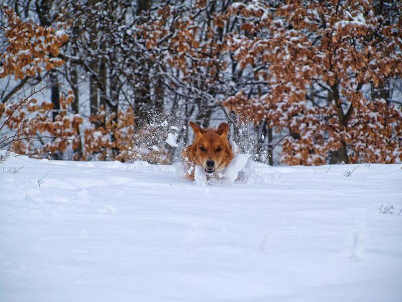 Brown Dog in Snow — White, Active