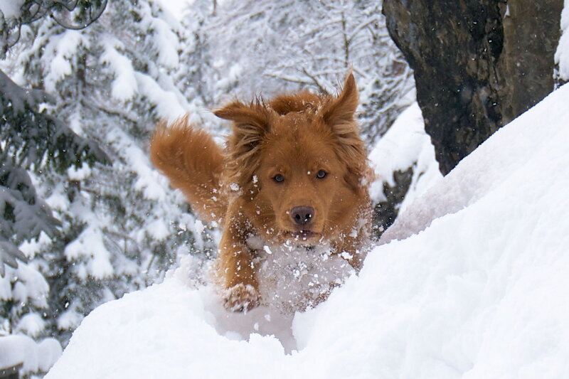 Brown Dog in Snow — White, Active, Winter, Photograph