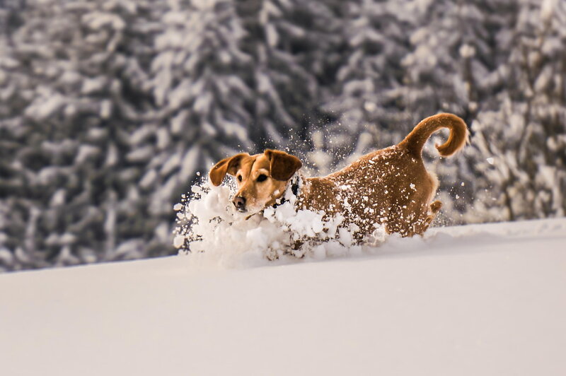 Brown Dog in Snow — White, Active, Winter