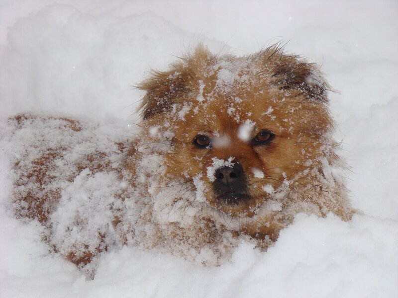 Brown Dog in Snow — White, Calm