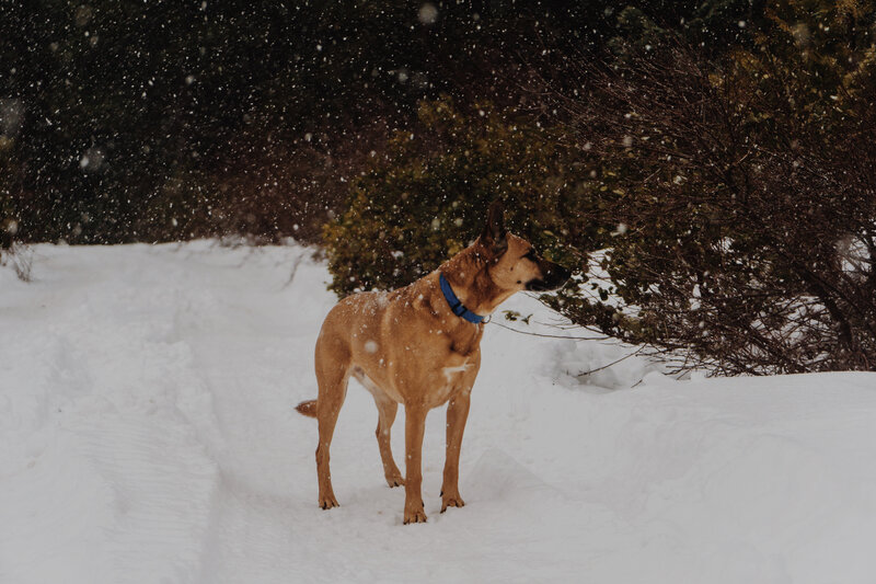 Brown Dog in Snow — White, Calm, Winter