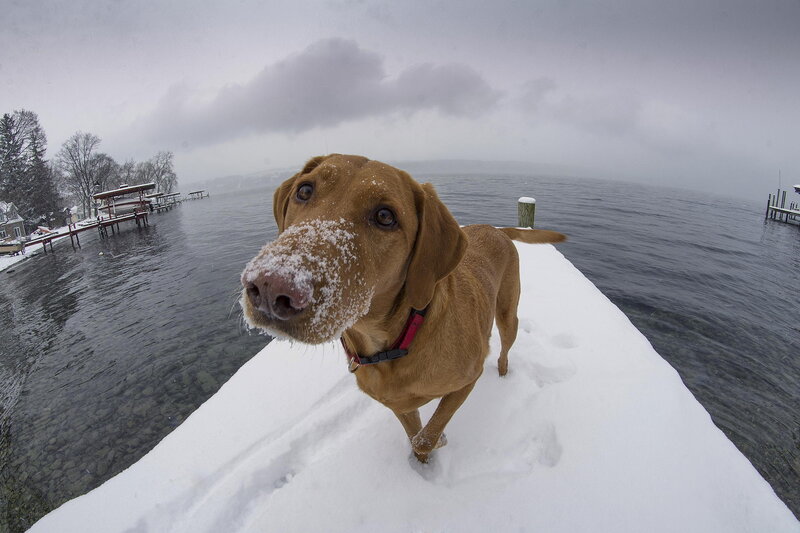Brown Dog in Snow — White, Cold, Winter