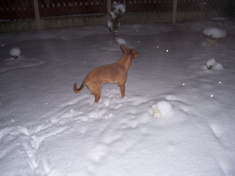 Brown Dog in Snow — White, Quiet
