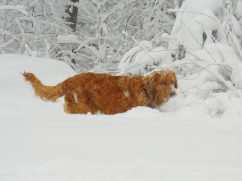 Brown Dog in Snow — White