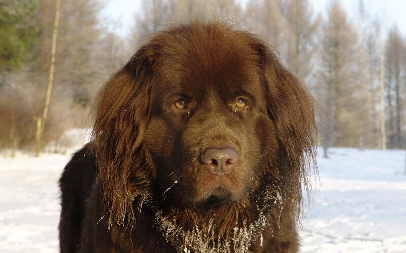brown dog in snowy landscape