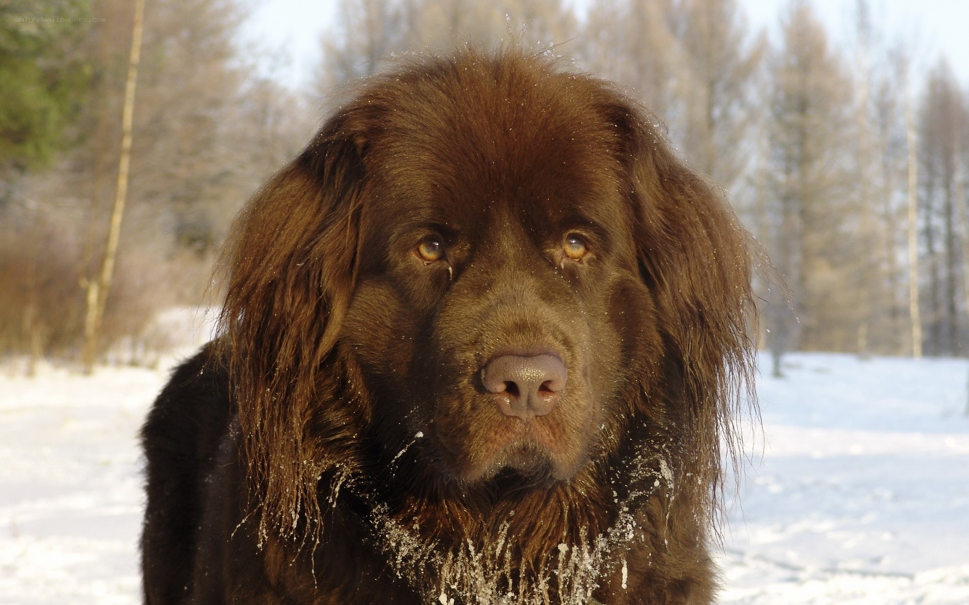 brown dog in snowy landscape