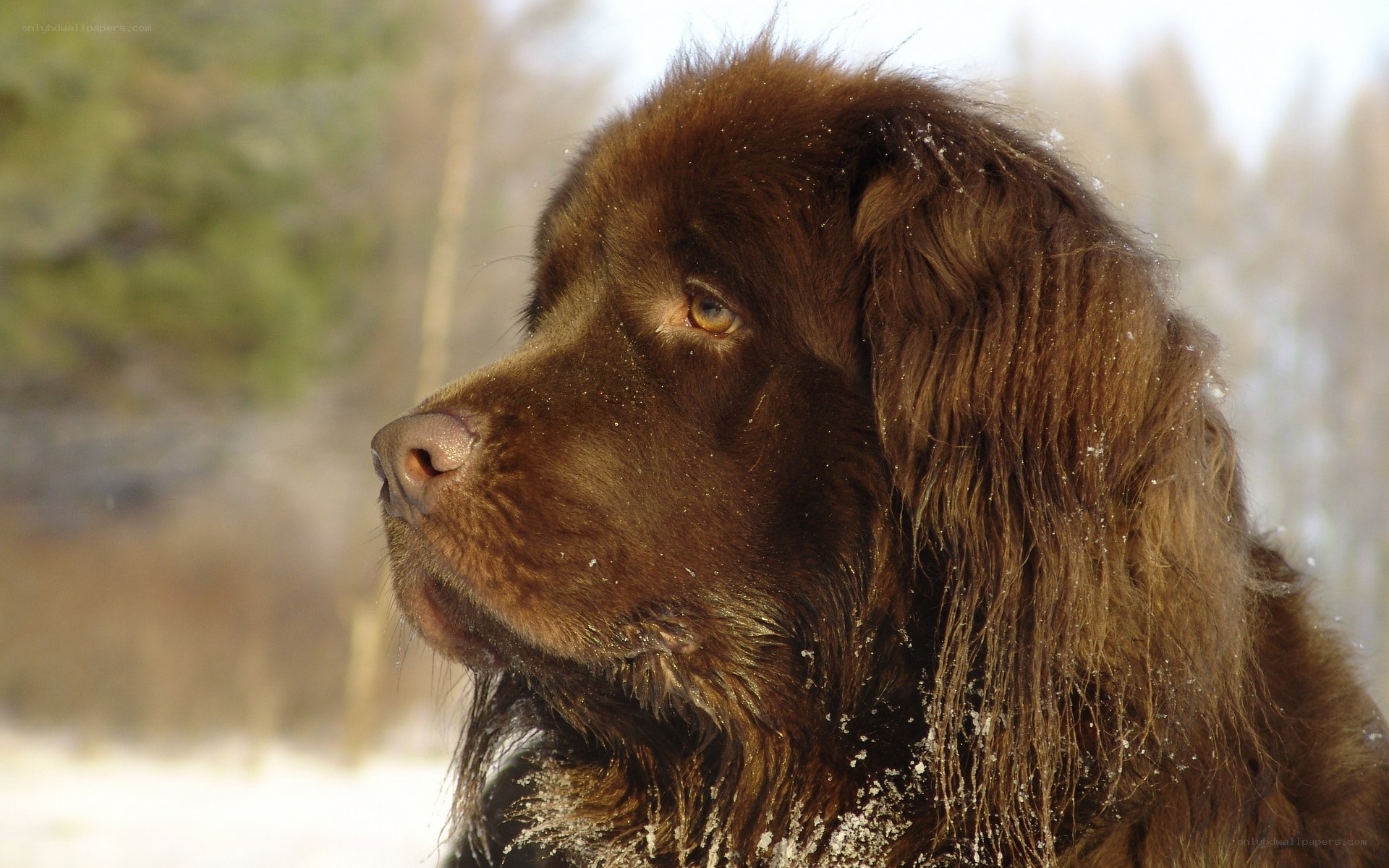 brown dog in snowy landscape