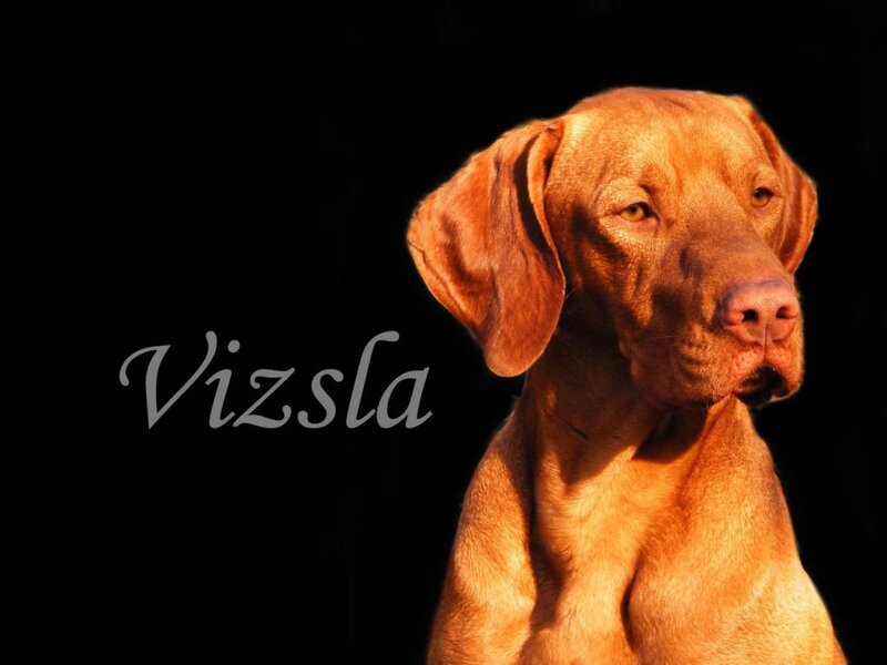 Brown Dog in Spotlight