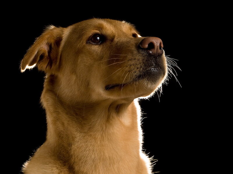 Brown Dog in Studio